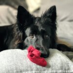 8 Everyday Household Items That Can Lead To A $3,000 Vet Bill