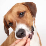 Tips for Fear Free® Heartworm Treatment