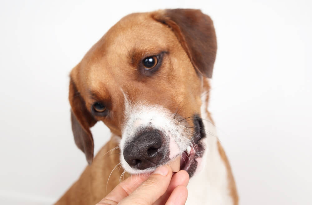 Tips for Fear Free® Heartworm Treatment