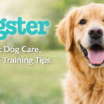 10 Best Dog Foods for Active Dogs in 2026