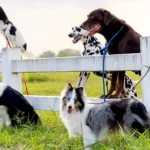 Dog Domestication Causes Harmful Genetic Changes