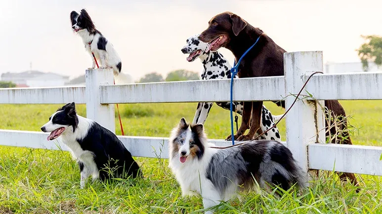 Dog Domestication Causes Harmful Genetic Changes