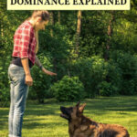 Understanding What Dominance in Dogs Is and Isn’t