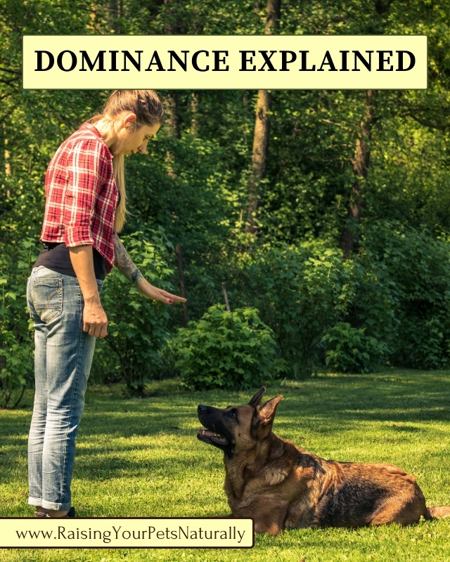 Understanding What Dominance in Dogs Is and Isn’t