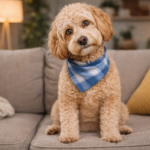 Why Do Doodles Look Like Tiny People In A Dog Suit?