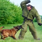 Can a biting dog be trained? Here’s What to Expect – KeepingDog
