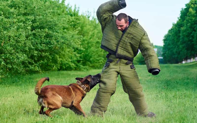 Can a biting dog be trained? Here’s What to Expect – KeepingDog