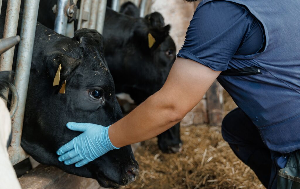 A veterinarian’s guide to New World screwworm cases, treatment, reporting, response in the US & more