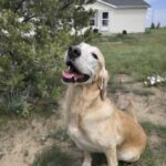 Top 10 Pet Poisons of 2025