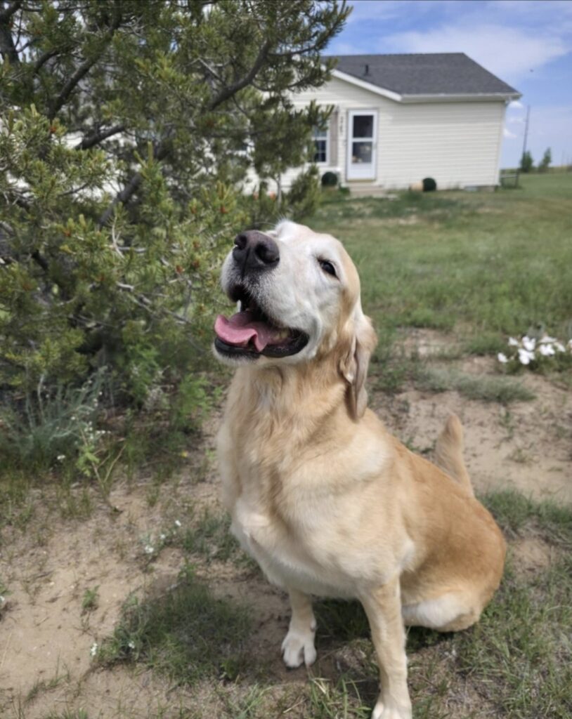 Top 10 Pet Poisons of 2025