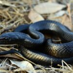 42 Eastern Indigo Snakes Released In Florida And Alabama