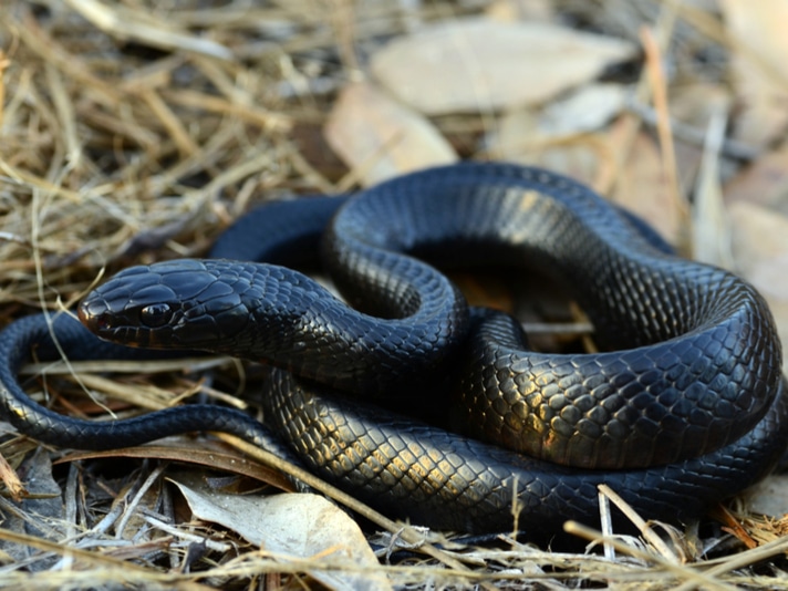 42 Eastern Indigo Snakes Released In Florida And Alabama