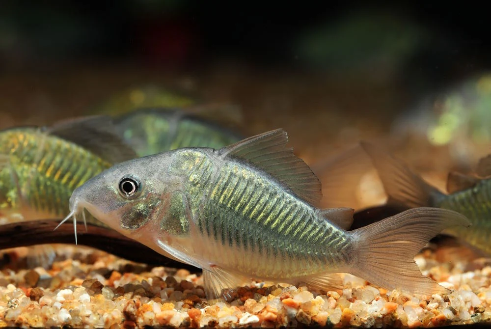 Top 5 Popular Catfish to Enjoy in Your Next Community Aquarium