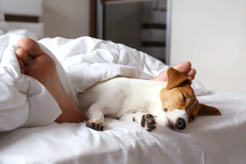 Why Your Dog Treats the Space Between Your Legs Like A VIP Lounge