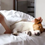 Why Your Dog Treats the Space Between Your Legs Like A VIP Lounge