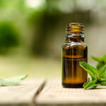 Essential oils for Lyme disease and tick-borne infections in dogs