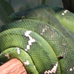 Emerald Tree Boa Facts and Photos