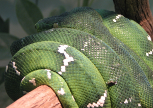 Emerald Tree Boa Facts and Photos