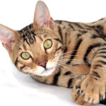 The Truth About Exotic Cats As Pets