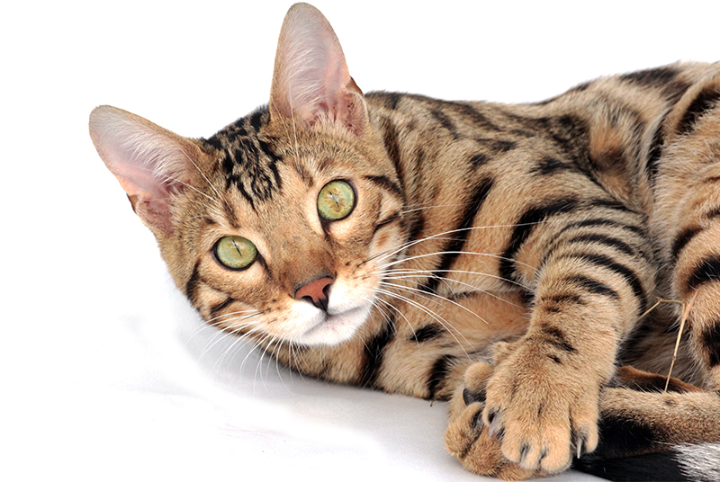 The Truth About Exotic Cats As Pets