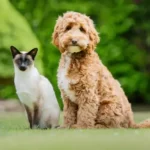 Siamese cat finds job helping to train hearing dogs