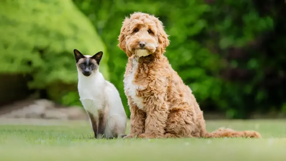 Siamese cat finds job helping to train hearing dogs