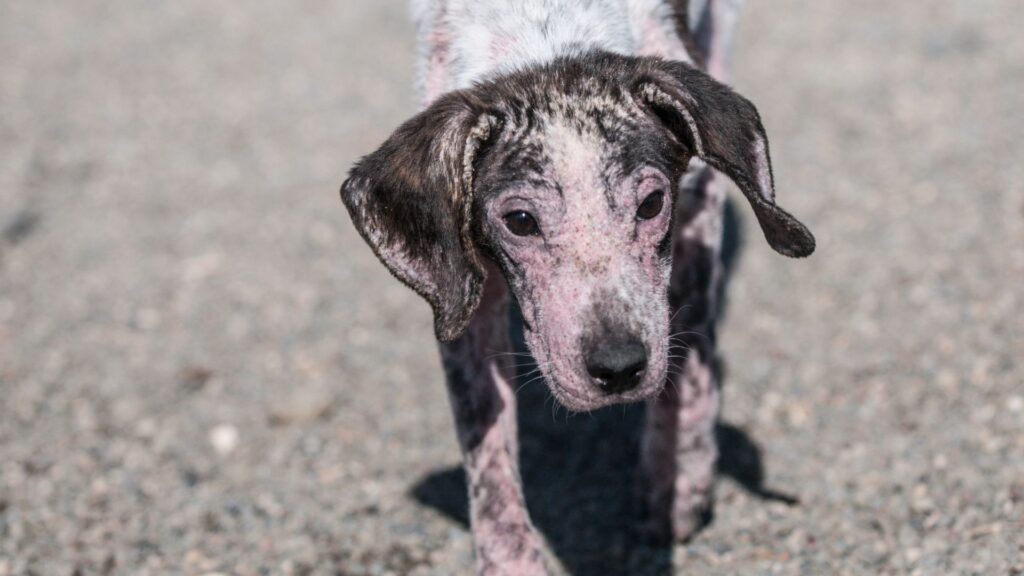 4 ways to treat hair loss in dogs, recommended by a vet