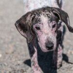 4 ways to treat hair loss in dogs, recommended by a vet
