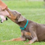Fawn Doberman Pictures, Genetics and Care Guide