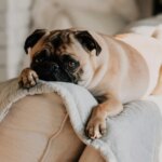 Busy Schedule? These 20 Dog Breeds Handle It Best