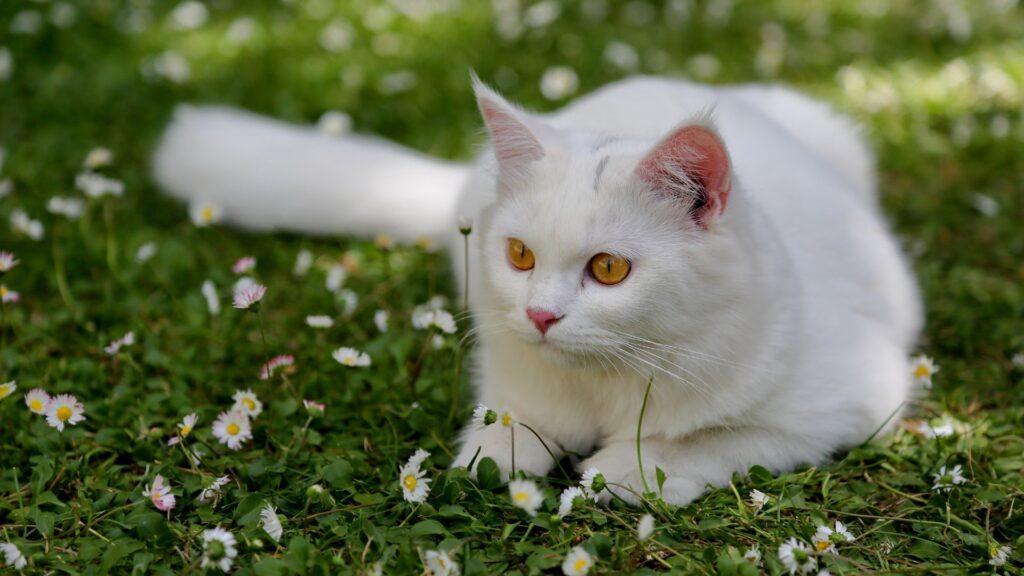 Turkish Angora: Breed profile and information