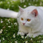Turkish Angora: Breed profile and information
