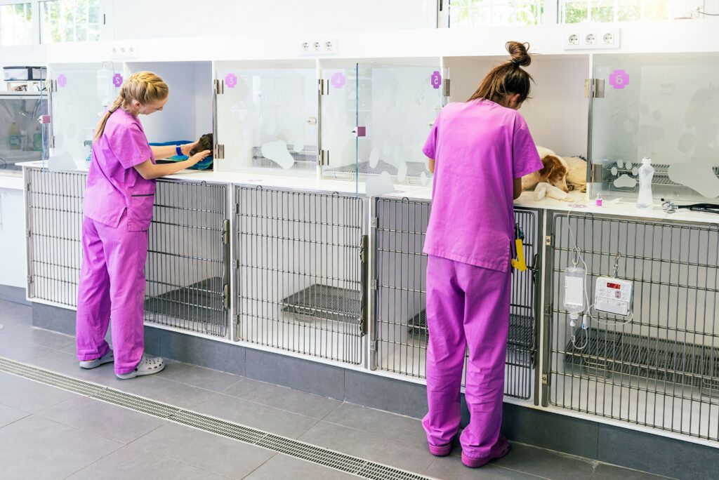 Q&A with an emergency veterinarian on critical care and common ER misconceptions