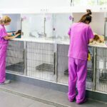 Q&A with an emergency veterinarian on critical care and common ER misconceptions