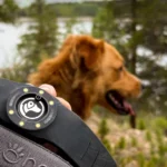 Camping With Dogs: Complete Planning and Safety Guide