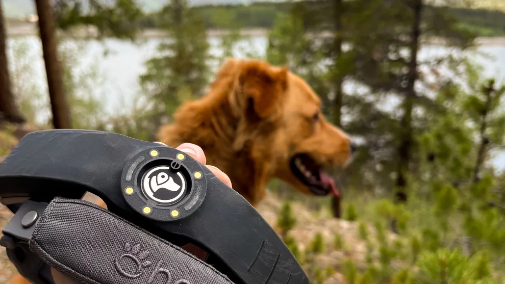 Camping With Dogs: Complete Planning and Safety Guide
