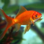 Top 5 Underrated Aquarium Fish for Your Next Community Tank