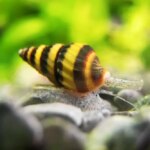 Care Guide for Assassin Snails — Natural Way to Get Rid of Pest Snails