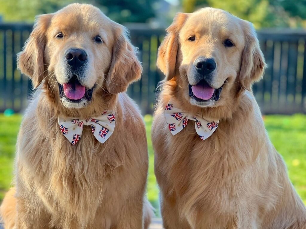 Meet Sterling & Colin: The Golden Retriever Duo Stealing Hearts Online — Dogster