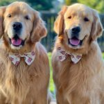 Meet Sterling & Colin: The Golden Retriever Duo Stealing Hearts Online — Dogster