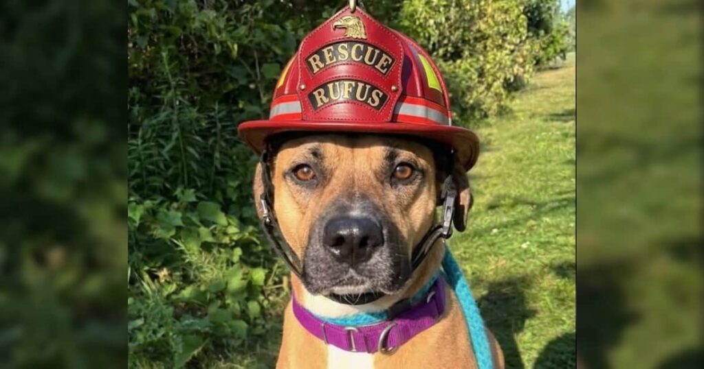 Shelter Dog Finds Forever Home With Local Fire Department