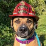 Shelter Dog Finds Forever Home With Local Fire Department