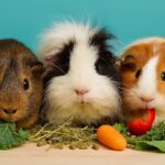 What Can Guinea Pigs Eat?