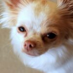 Why Do Dogs Follow You Into The Bathroom?