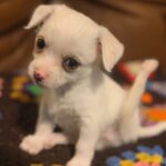 Tiny Puppy Fighting Swimmer Syndrome One Wiggle at a Time