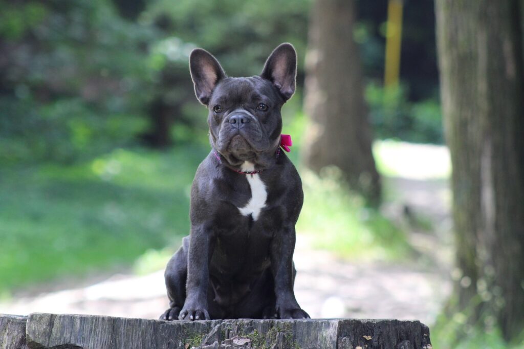 Most Popular Dog Breeds: Are They Right For You?