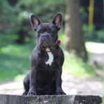 Most Popular Dog Breeds: Are They Right For You?