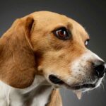 Full Grown Beagle Pros, Cons, Size, Weight and Growth