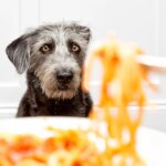 Why Is My Dog Acting Starving All Of A Sudden?
