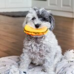 Can You Please Just Pick A Toy? Why Your Dog Keeps Changing The Rules Of Fetch